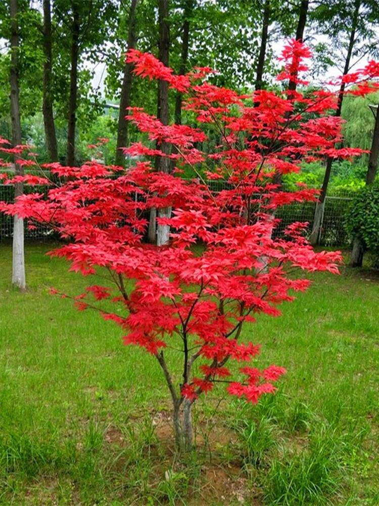 红枫树苗
